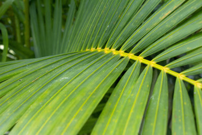 Full frame shot of palm leaves