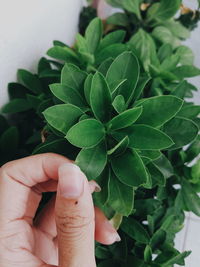 Close-up of hand holding plant