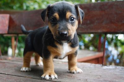 Portrait of puppy sitting outdoors