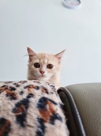 Close-up of cat sitting on sofa at home