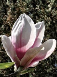 Close-up of fresh pink flower blooming in park