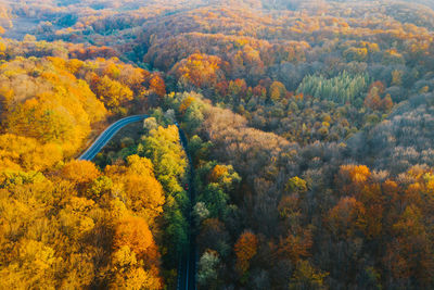 High angle view of trees in forest during autumn