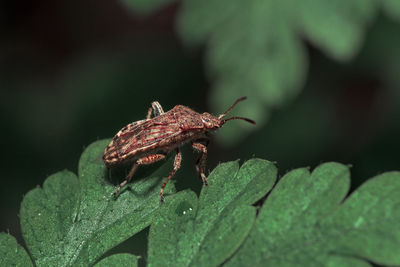 Close-up of insect on leaf