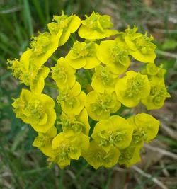 Close-up of yellow flower