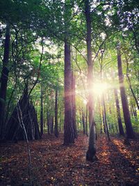 Sunlight streaming through trees in forest