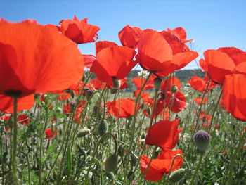 Close-up of red flowers on field against sky