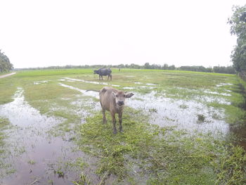 Cows grazing on field