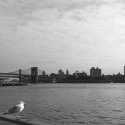 Seagull flying over water