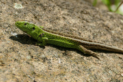 Close-up of lizard on rock