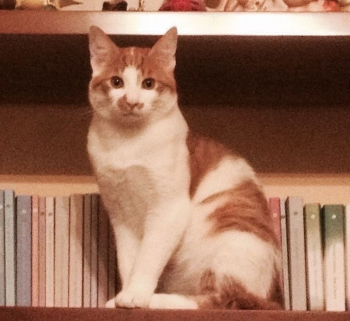 PORTRAIT OF CAT ON BLANKET