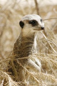 Close-up of lion sitting outdoors