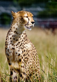 Cheetah on tree