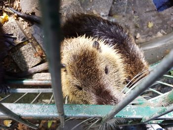 High angle view of an animal in zoo