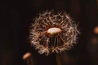 Close-up of wilted dandelion against black background