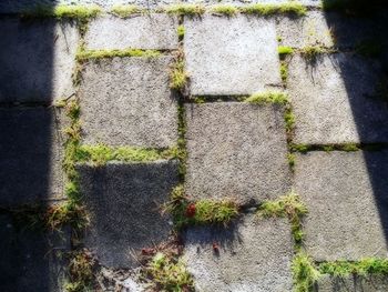 Plants growing in a garden