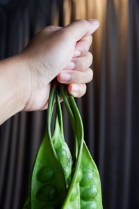 Close-up of hand holding leaf