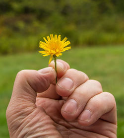 Close-up of hand holding yellow flower on field