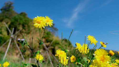 Close-up of yellow flowering plant on field against sky