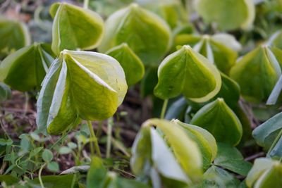 Close-up of fruit growing on plant