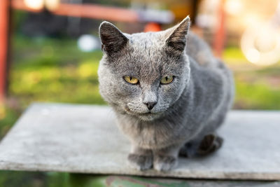 Close-up portrait of tabby cat