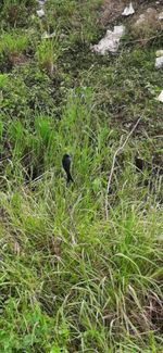 High angle view of bird on land