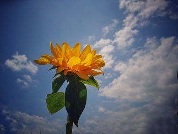 Low angle view of yellow flowering plant against sky