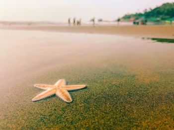 Close-up of starfish at beach against sky