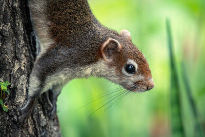 Close-up of a lizard on tree trunk