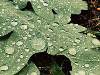 Close up of raindrops on a leaf 
