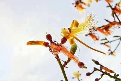 Low angle view of fresh tree against sky