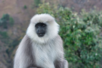Close-up portrait of monkey