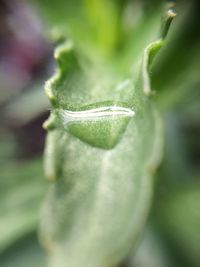 Close-up of fresh green plant