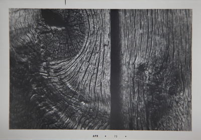 Close-up of tree trunk