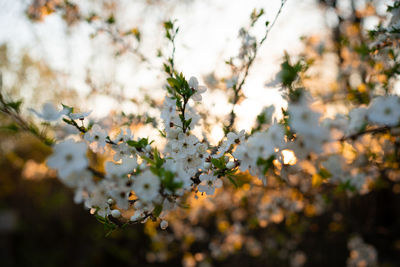 Close-up of cherry blossom