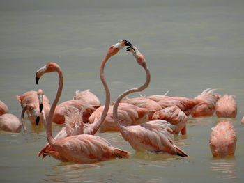 Flamingo in lake 