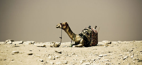 Side view of horse on ground