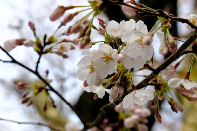 Close-up of cherry blossoms in spring