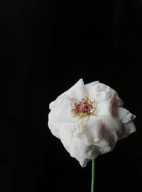 Close-up of white rose against black background