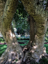 Close-up of tree trunk