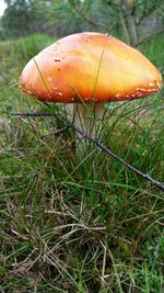 Close-up of mushroom growing on field