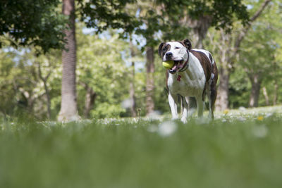 Portrait of dog running on grass