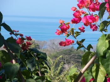 Close-up of pink flowering plants against sky