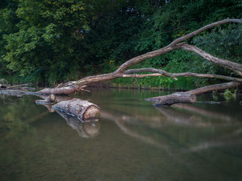 Dead tree log with big branches stuck in shallow river against steep shore