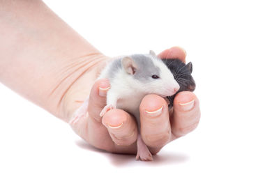 Close-up of hand holding small rabbit over white background