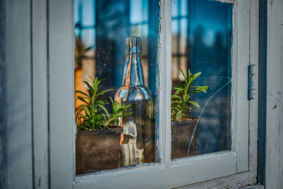 Close-up of plants against window