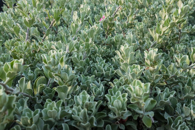 Full frame shot of succulent plants on field