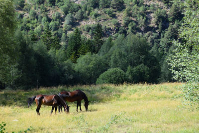 Horses on field against trees. alt pirineu