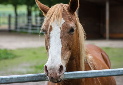 Close-up of horse in ranch