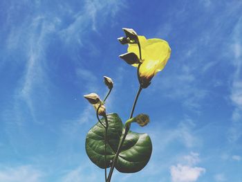 Low angle view of yellow flowering plant against blue sky