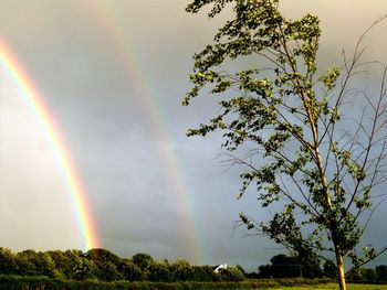 Rainbow over trees